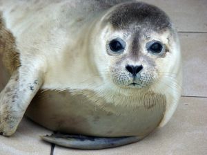 900404_baby_seal