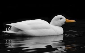 1133095_white_duck